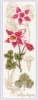 RIOLIS      (.: 1796) - - " "